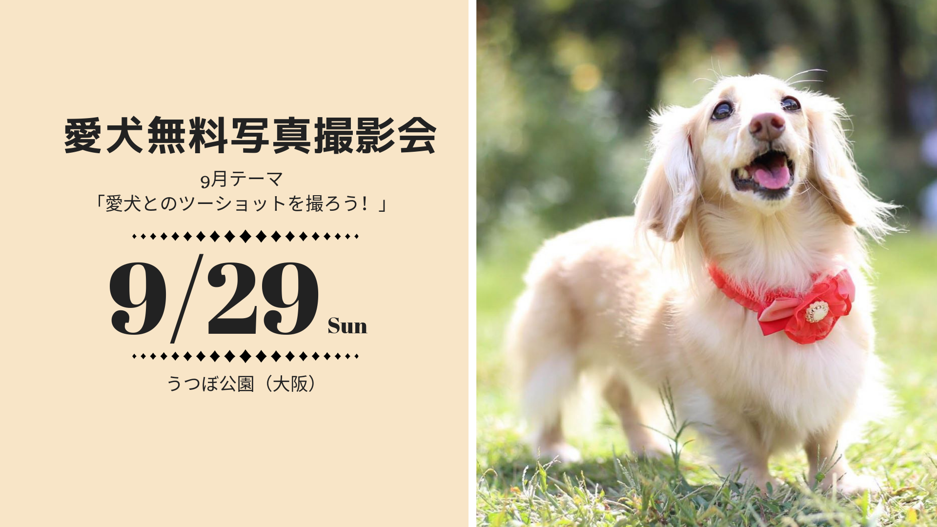 無料 愛犬写真撮影会 うつぼ公園 大阪 イベント詳細 9月のテーマは 愛犬とのツーショット おでかけわんこ部
