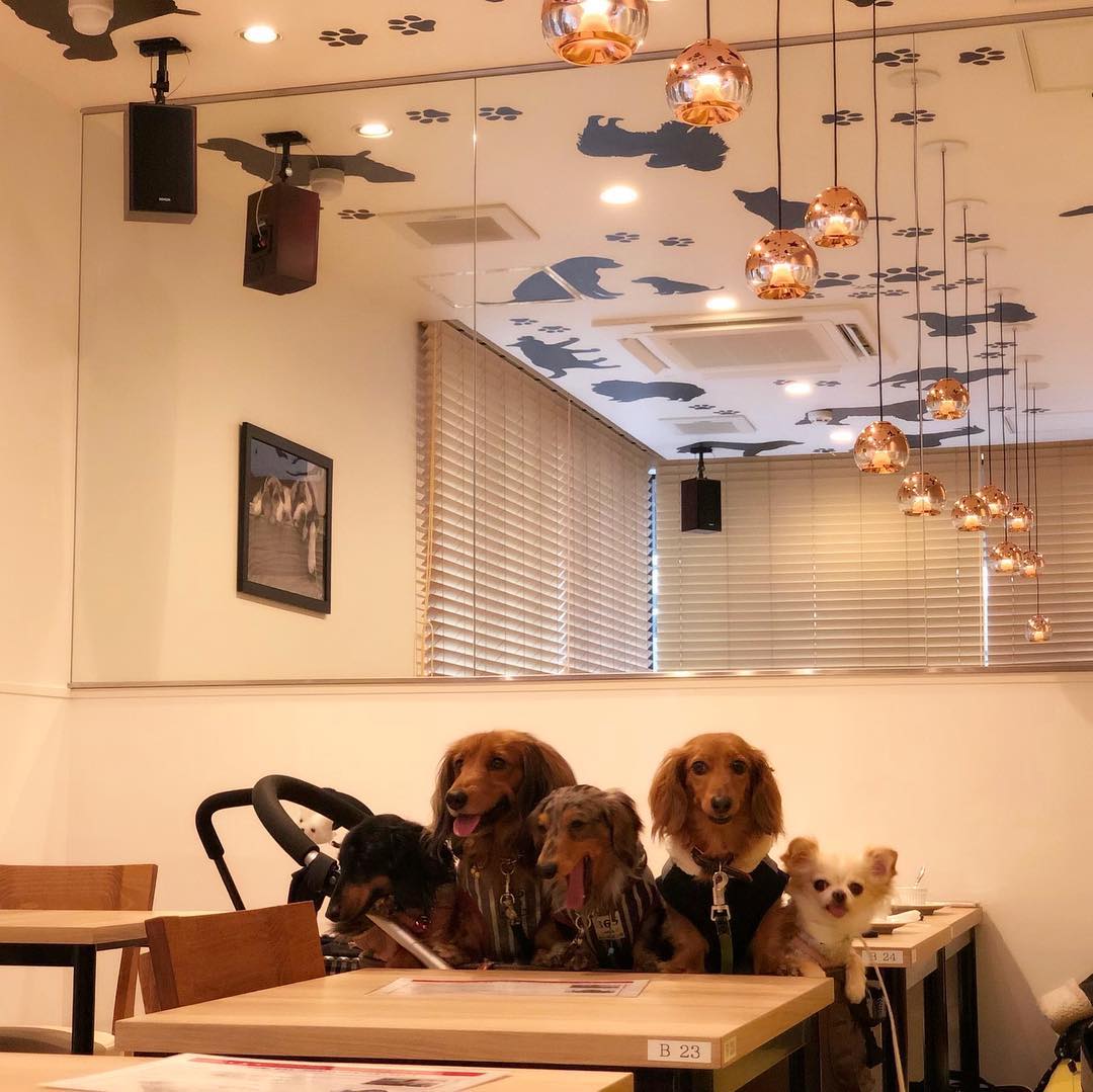 【2021】大阪のドッグカフェ50選！わんこ同伴OKのお店を画像付きで紹介 愛犬と行きたいお店がきっと見つかる♪ おでかけわんこ部