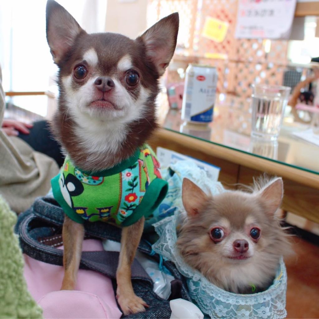 21 大阪のドッグカフェ50選 わんこ同伴okのお店を画像付きで紹介 愛犬と行きたいお店がきっと見つかる おでかけわんこ部 愛犬とのおでかけスポット カフェ 宿 を紹介