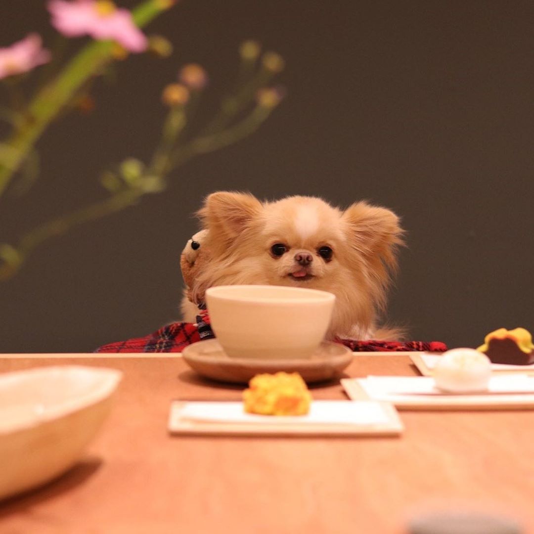 京都のわんこokのカフェ レストラン33選 店内okの和菓子店やドッグラン付きのカフェまとめ 実際のおでかけレポート付き おでかけわんこ部 愛犬とのおでかけスポット カフェ 宿 を紹介