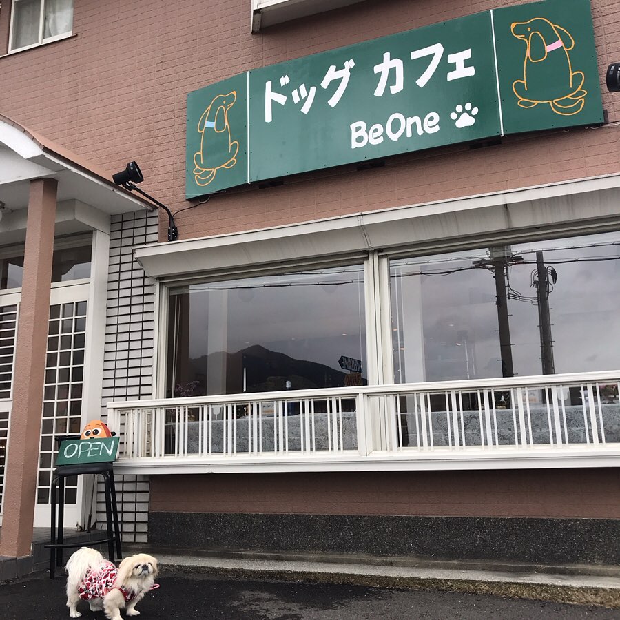 ビーワンドッグカフェに行ってきたよ はなちゃんから写真レポが届きました 滋賀県 ドッグカフェの詳細 おでかけわんこ部