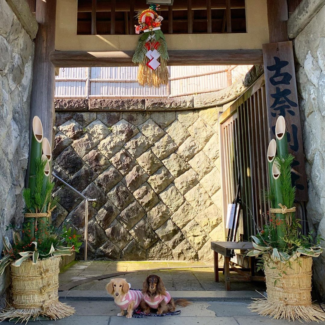 古奈別荘 に泊まったよ Sonoちゃんふぅちゃんから写真レポが届きました 静岡 犬と泊まれる宿の詳細 おでかけわんこ部