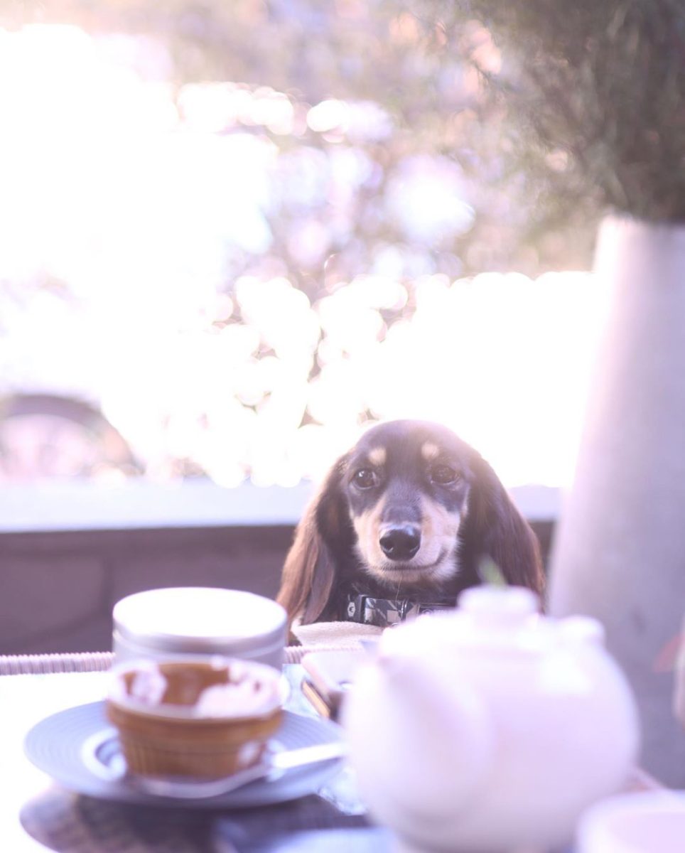 Embassy Cafe Dining に行ってきたよ れむくんなのちゃんから写真レポが届きました 東京わんこokカフェの詳細 おでかけわんこ部 愛犬とのおでかけスポット カフェ 宿 を紹介