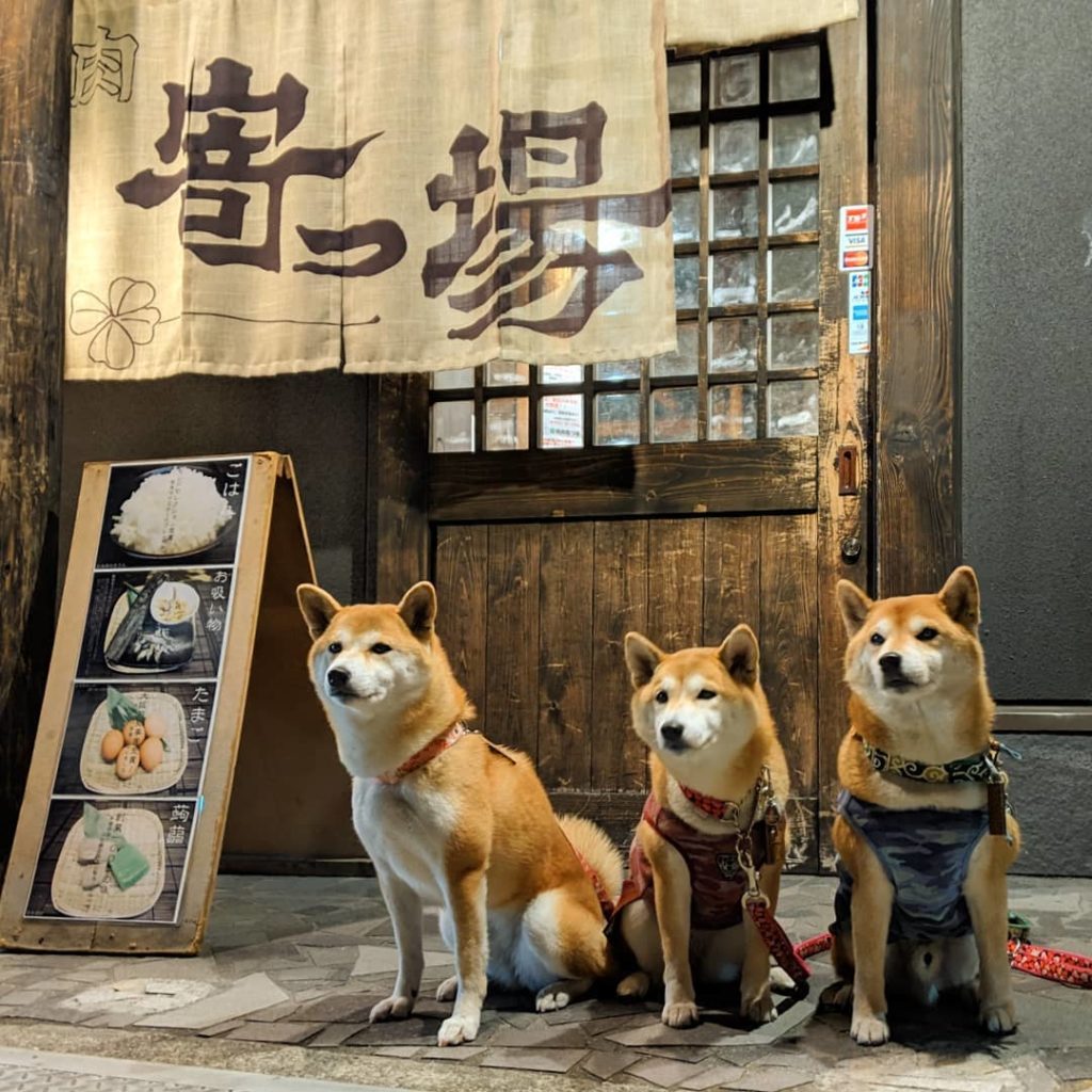 21 大阪ペット 犬 可の焼肉屋さん7選 宴会ができる専用個室やテラス席okのお店など おでかけわんこ部 愛犬とのおでかけスポット カフェ 宿 を紹介