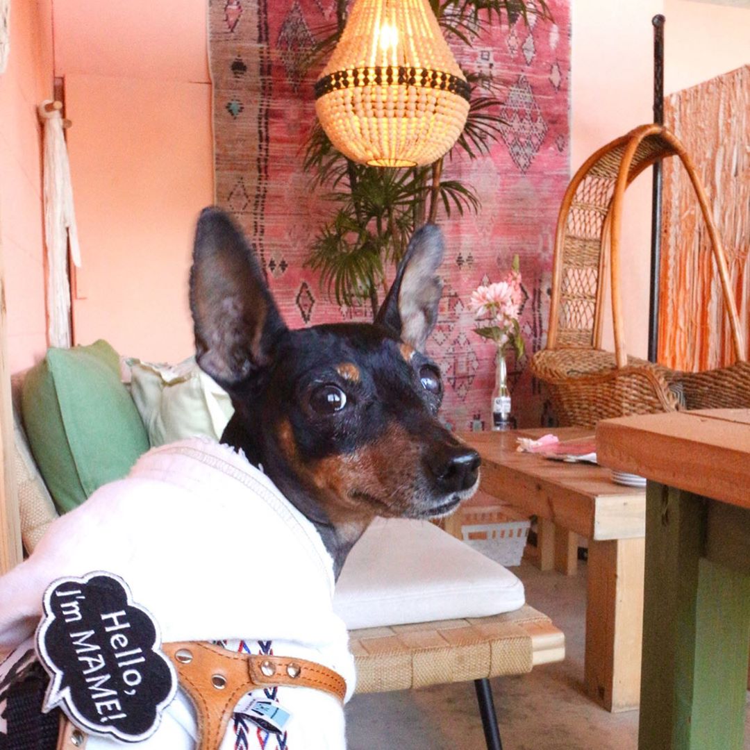 Pistationic ピスタチオニク に行ってきたよ 豆ちゃんから写真レポが届きました 神奈川県 わんこokカフェの詳細 おでかけわんこ部 愛犬とのおでかけスポット カフェ 宿 を紹介