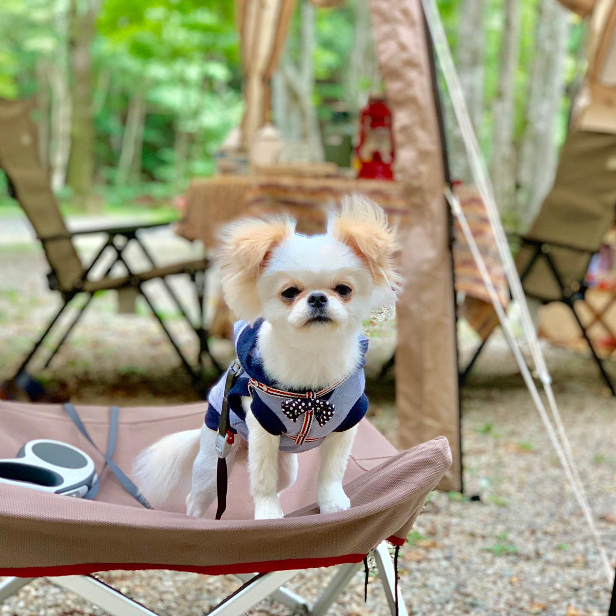 犬とキャンプの達人にインタビュー 関東のおすすめキャンプ場や注意点を実際の画像で紹介 愛犬と特別な体験を共有しよう おでかけわんこ部 愛犬とのおでかけスポット カフェ 宿 を紹介