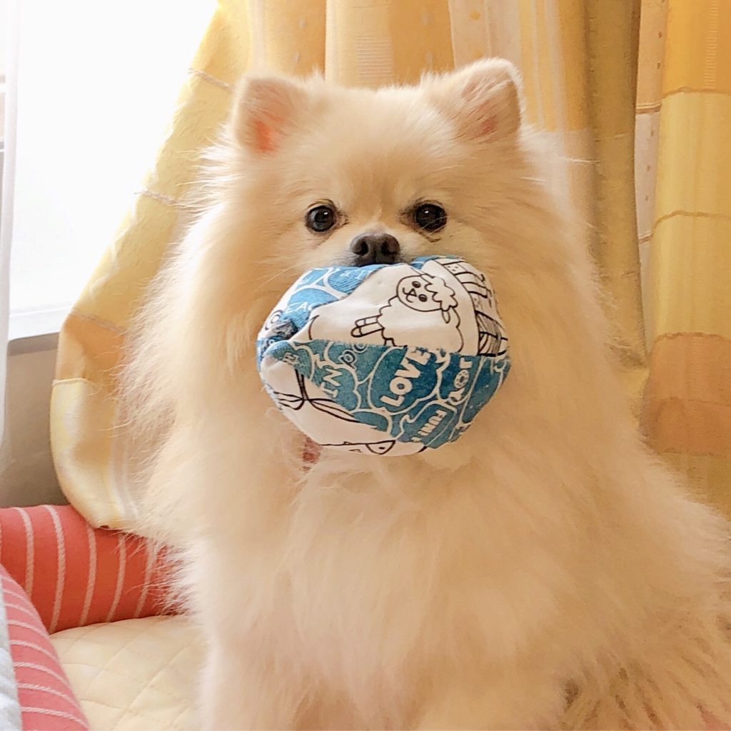 動画あり 初心者でもok 簡単オリジナル愛犬おもちゃボールの作り方 是非作って オリジナル愛犬ボール で投稿してね おでかけわんこ部 愛犬とのおでかけスポット カフェ 宿 を紹介