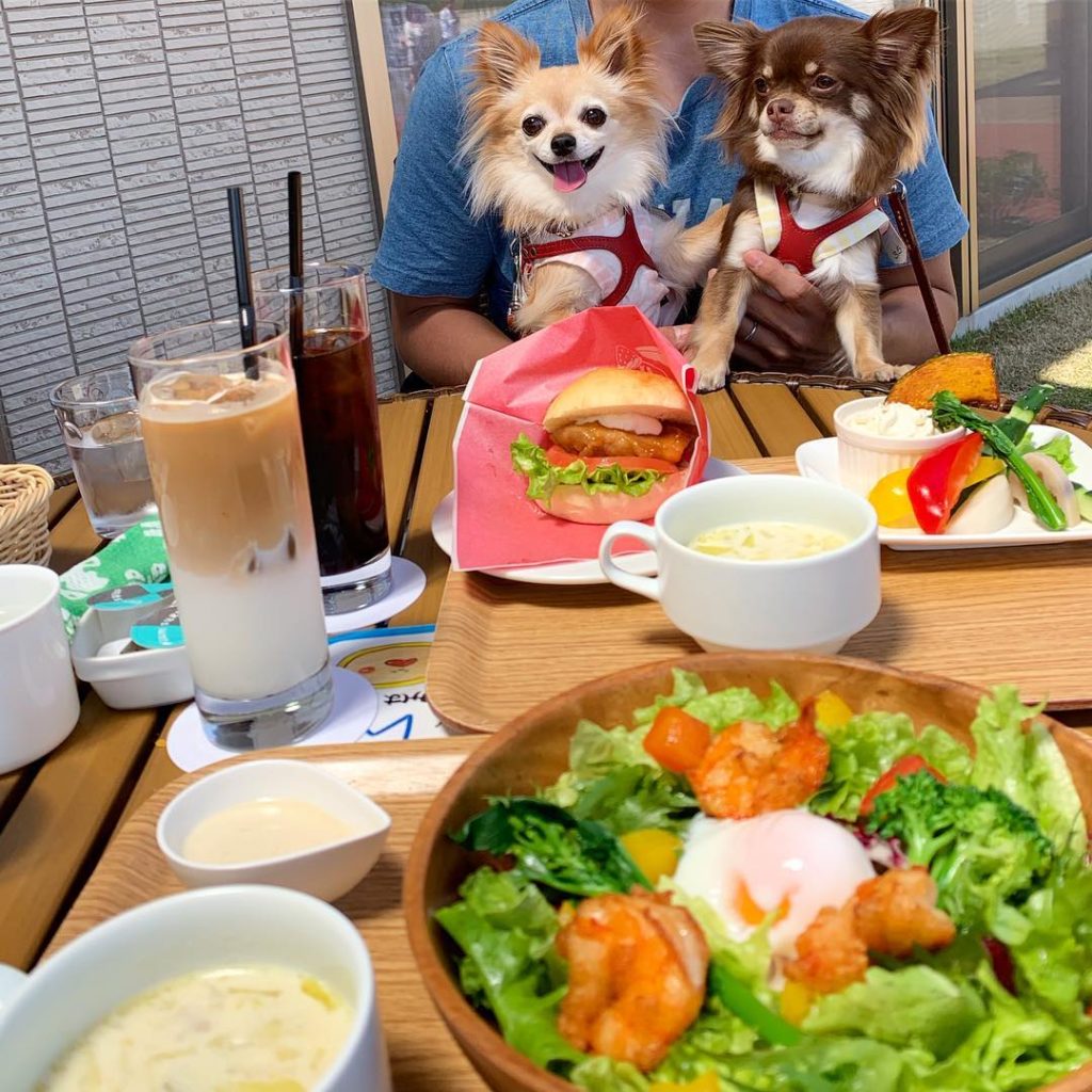 21 広島のドッグカフェ わんこokカフェ19選 店内同伴でコース料理や手打ちそばにお好み焼きも 海が見える絶景カフェなど実際のおでかけレポート写真付き おでかけわんこ部 愛犬とのおでかけスポット カフェ 宿 を紹介