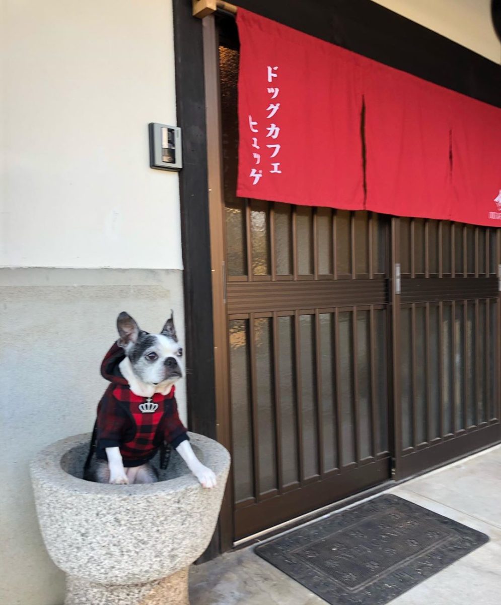 ドッグカフェヒュッゲ に行ってきたよ Sumomoちゃんから写真レポが届きました 広島ドッグカフェの詳細 おでかけわんこ部 愛犬とのおでかけスポット カフェ 宿 を紹介