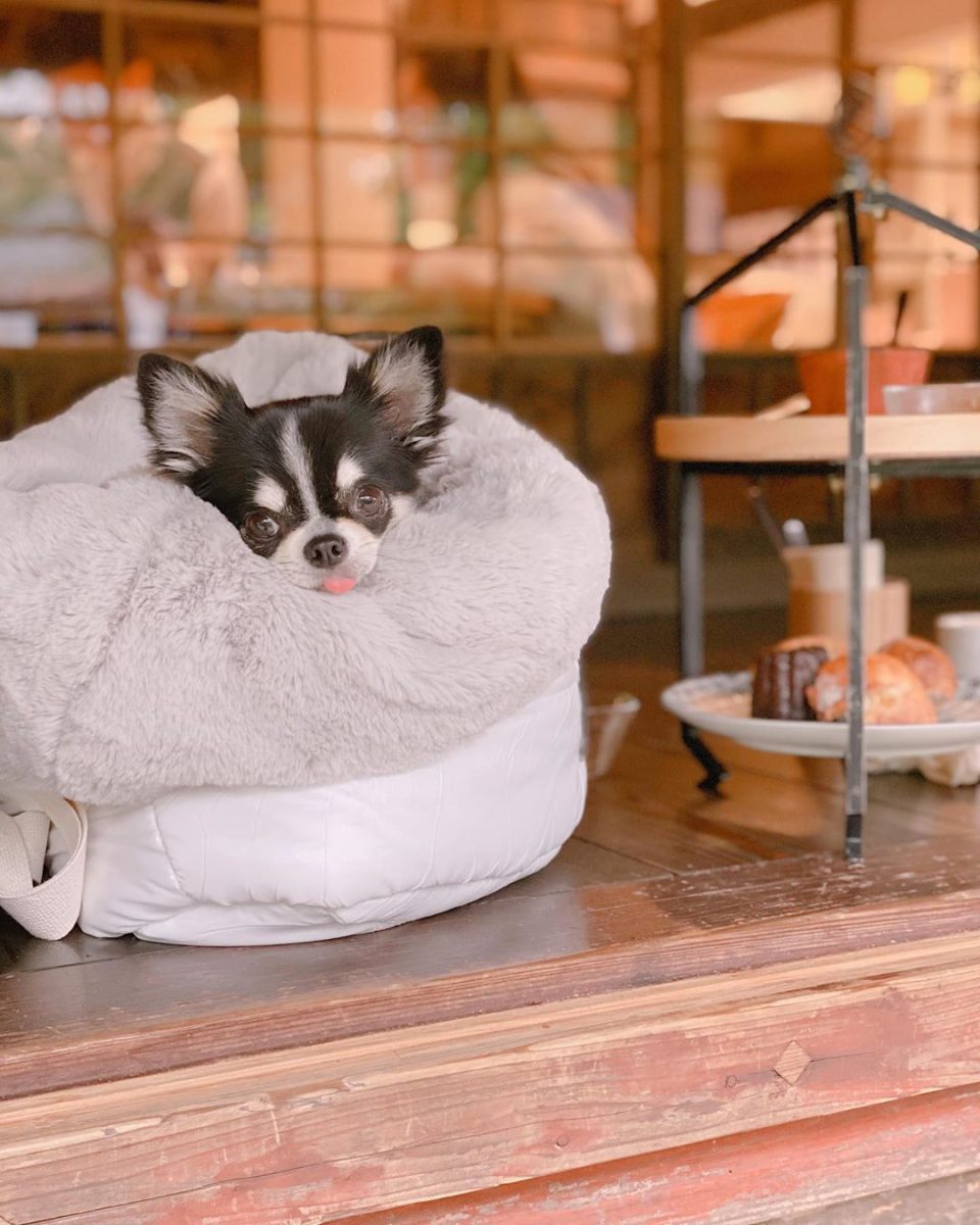 パンとエスプレッソと嵐山庭園 に行ってきたよ すずちゃんから写真レポが届きました 京都府 わんこokカフェの詳細 おでかけわんこ部 愛犬とのおでかけスポット カフェ 宿 を紹介