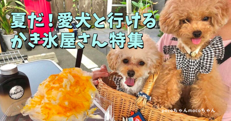 関西編 わんこ入場okのお花畑5選 周辺のわんこokカフェ レストランや併設ドッグランもあわせて紹介 おでかけわんこ部 愛犬とのおでかけスポット カフェ 宿 を紹介