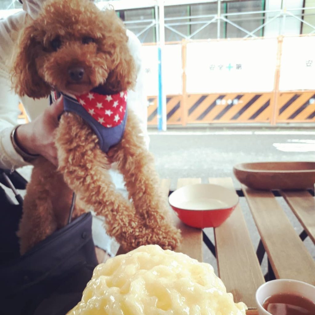 年 夏だ ペット可 わんこok のかき氷屋さん特集 新規オープンから超人気カフェまで全国版 わんこと夏を感じよう おでかけわんこ部