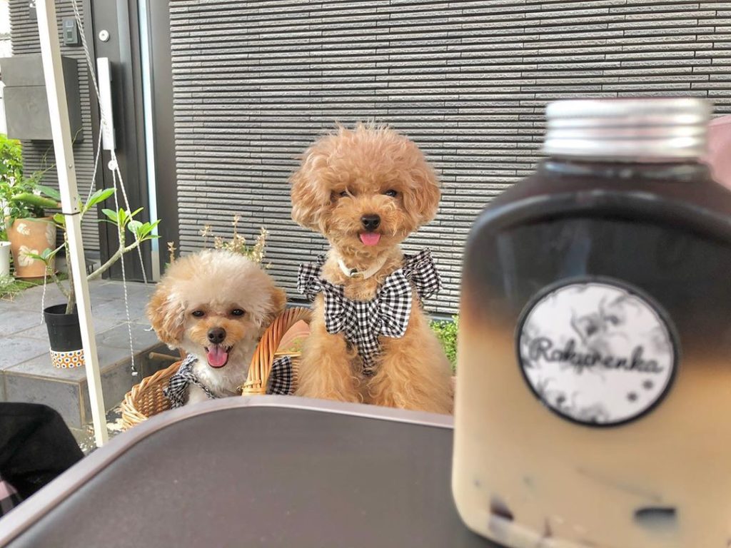 年 夏だ ペット可 わんこok のかき氷屋さん特集 新規オープンから超人気カフェまで全国版 わんこと夏を感じよう おでかけわんこ部