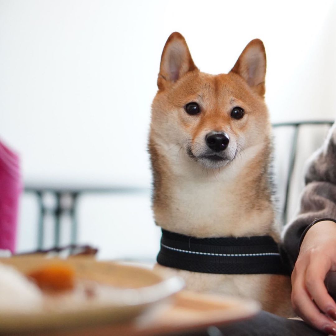 アトリエ カフェ キズナ に行ってきたよ らんまくんこぐりくんから写真レポが届きました 神奈川ドッグカフェの詳細 おでかけわんこ部 愛犬とのおでかけスポット カフェ 宿 を紹介