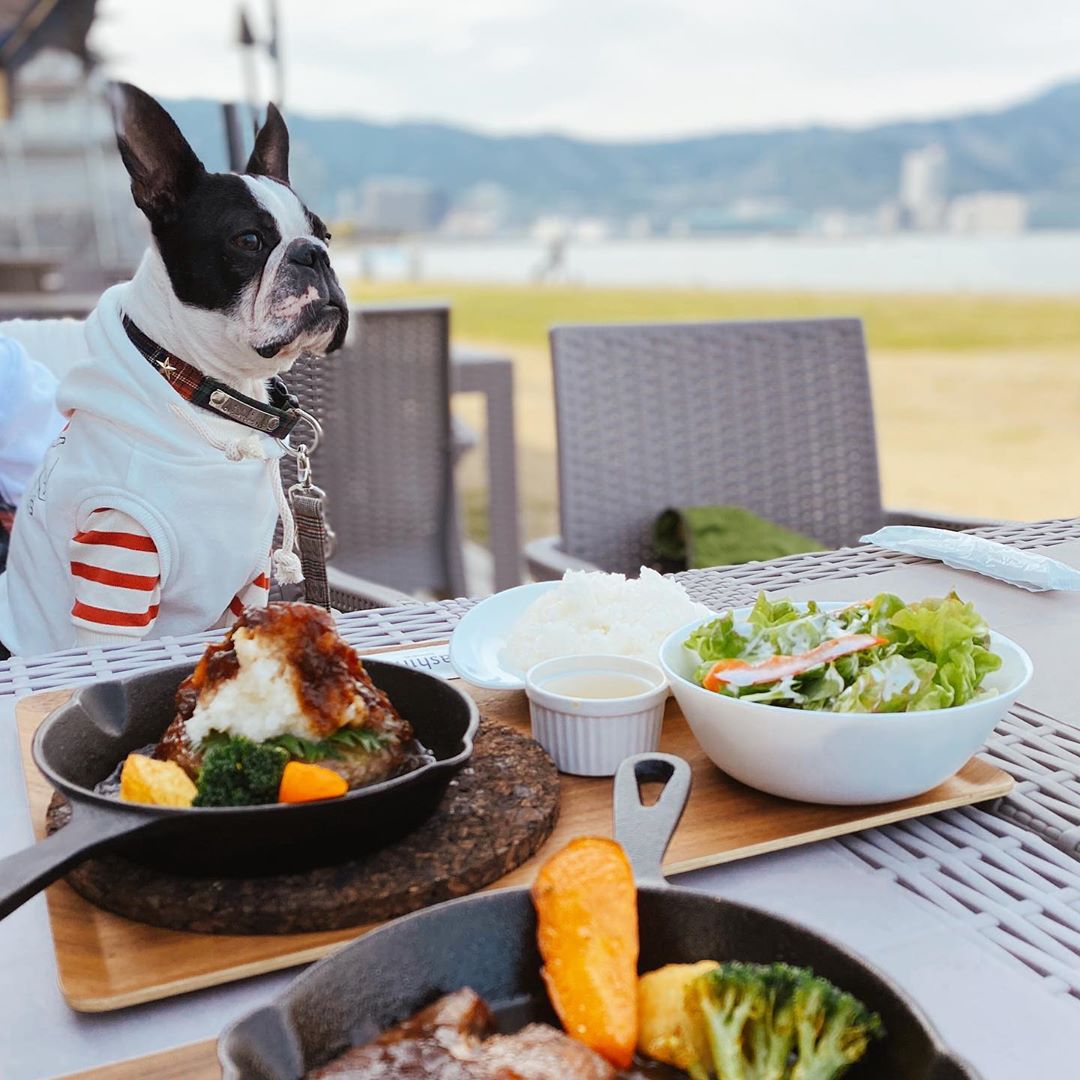 21 滋賀のドッグカフェ わんこokカフェ22選 琵琶湖が見えるカフェやドッグラン付きのカフェなど実際の愛犬とのおでかけレポートを紹介 おでかけわんこ部 愛犬とのおでかけスポット カフェ 宿 を紹介