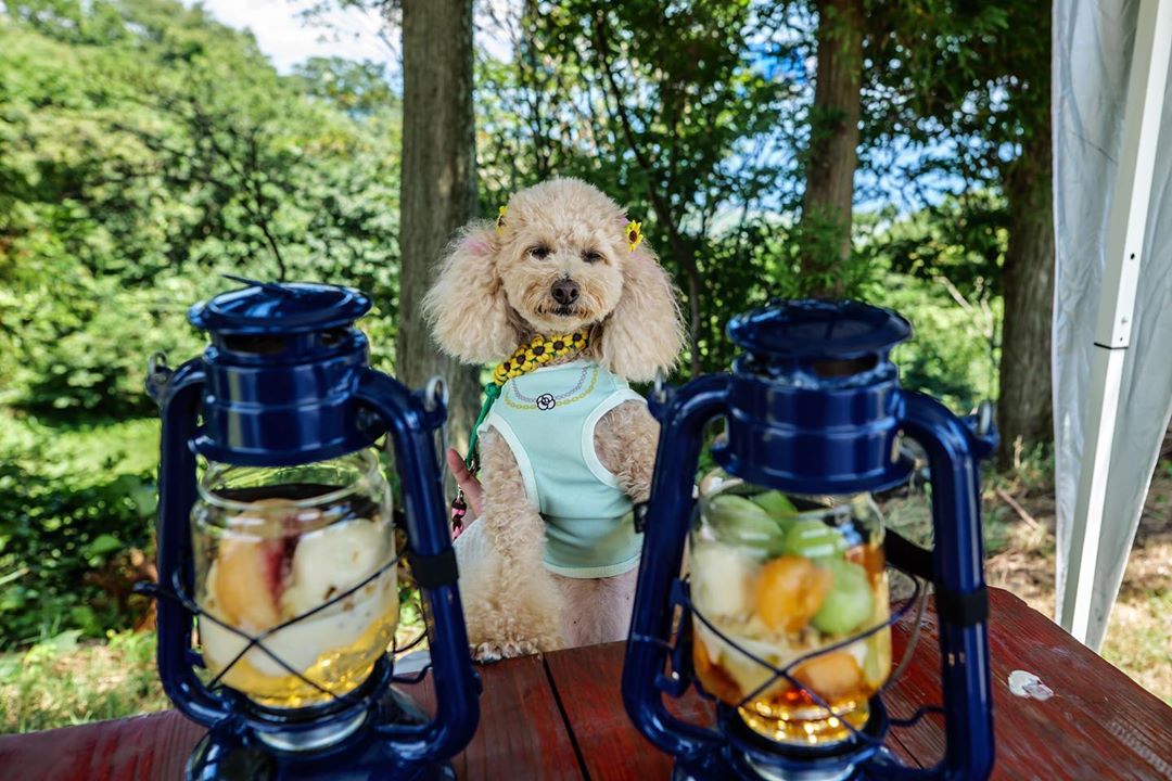 パフェ専門店lamp に行ってきたよ シェリーちゃんから写真レポが届きました 滋賀県 わんこokカフェの詳細 おでかけわんこ部