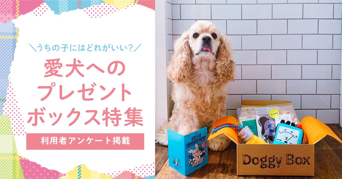 PECOBOX・Doggy Box・こいぬすてっぷ比較】愛犬に毎月届くプレゼント 