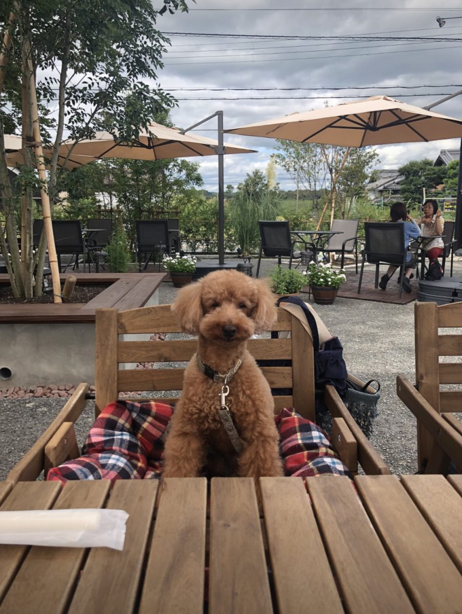 カフェ スイーツ バランタイン に行ってきたよ ココアくんから写真レポが届きました 兵庫わんこokカフェの詳細 おでかけわんこ部 愛犬とのおでかけスポット カフェ 宿 を紹介