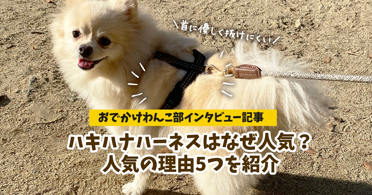 犬のハーネスおすすめ ハキハナはなぜ人気 首に優しく 抜けにくい 独自インタビューでわかった5つの特徴を紹介します おでかけわんこ部 愛犬とのおでかけスポット カフェ 宿 を紹介