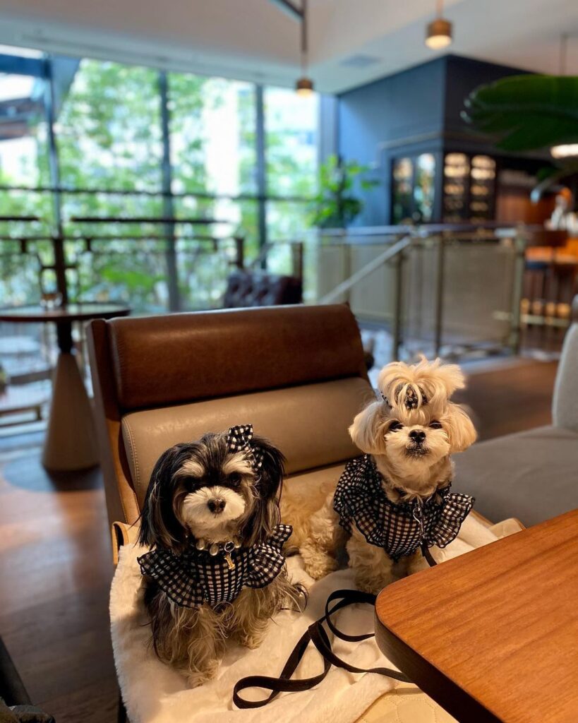 愛犬と宿泊できる キンプトン新宿東京 ってどんなとこ カフェのみの日帰り利用もokの全館ペットフレンドリーの高級ホテルがオープン おでかけわんこ部 愛犬とのおでかけスポット カフェ 宿 を紹介