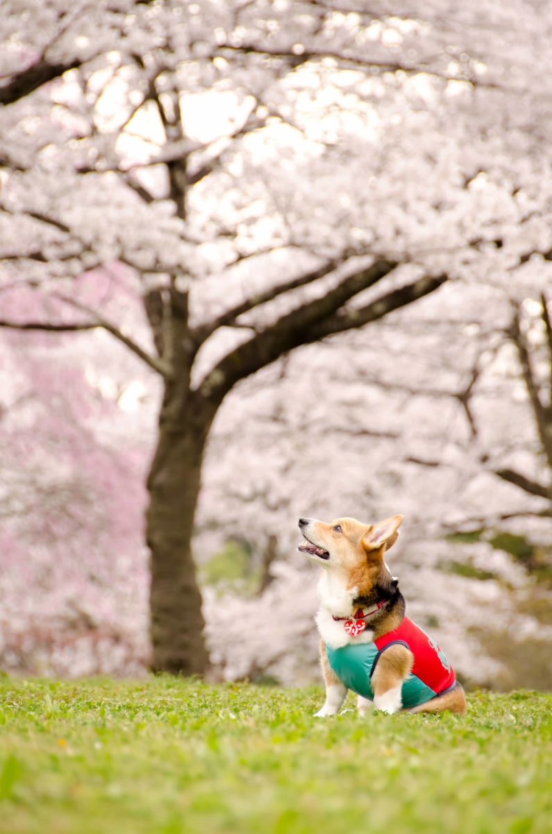 関東編 愛犬と一緒にお花見できるスポット5選 ドッグランやわんこokレストランなど併設 周辺施設情報も おでかけわんこ部 愛犬とのおでかけスポット カフェ 宿 を紹介