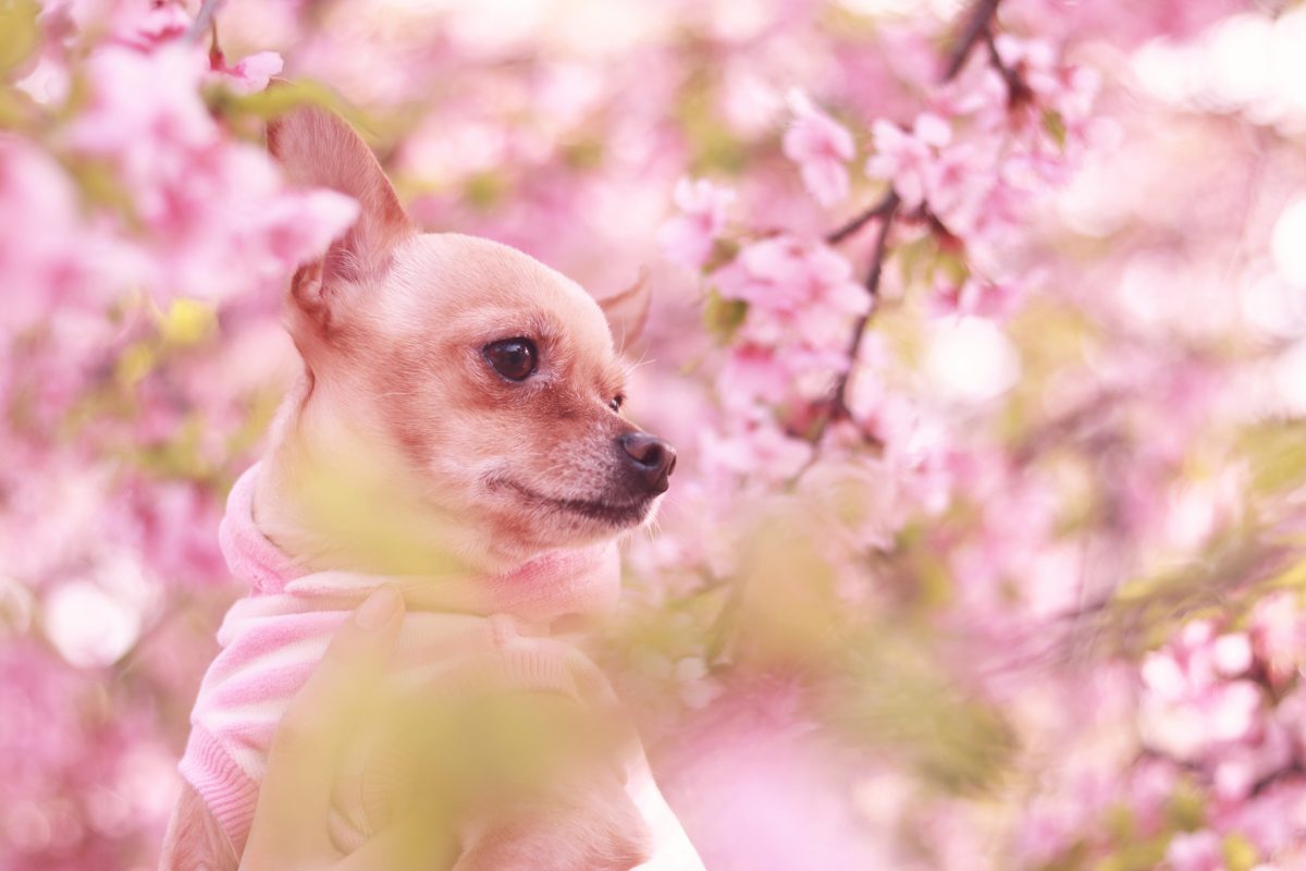 関西編 愛犬と一緒にお花見できるスポット5選 周辺のわんこokカフェやドッグラン わんこが乗れる観覧車情報も おでかけわんこ部 愛犬との おでかけスポット カフェ 宿 を紹介