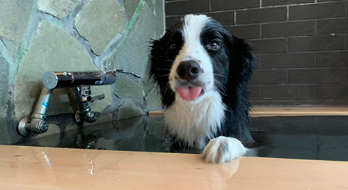 お台場ドッグリゾート様の特典紹介ページ インターペット21 おでかけわんこ部 愛犬とのおでかけスポット カフェ 宿 を紹介