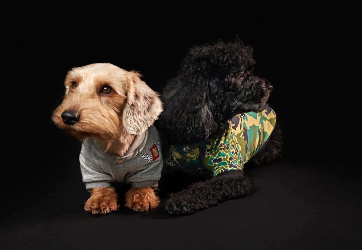 イタリアブランド「DIESEL」から初のドッグウェアが登場！カッコいい
