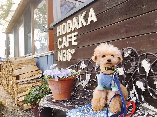 穂高ドッグラン カフェn36 に行ってきたよ Kukuiくんから写真レポが届きました 埼玉県 ドッグカフェの詳細 おでかけわんこ部 愛犬とのおでかけスポット カフェ 宿 を紹介