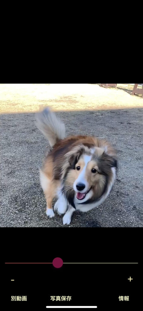 21年 愛犬の写真加工におすすめの無料アプリ6選 ディズニー風や絵画風も いつもの写真を簡単に楽しく可愛くアレンジ おでかけわんこ部 愛犬とのおでかけスポット カフェ 宿 を紹介