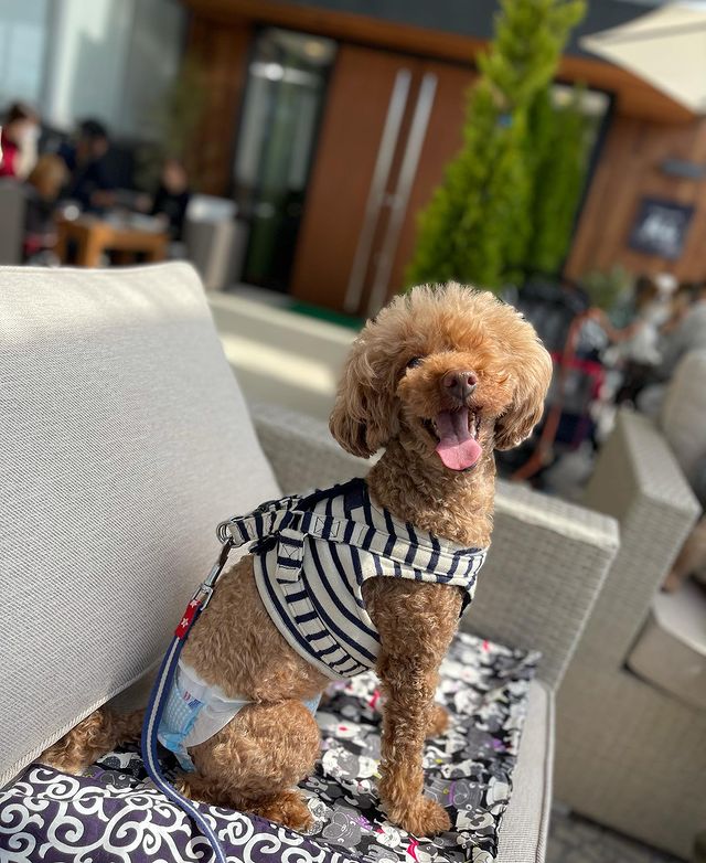 岐阜県 おでかけわんこ部 愛犬とのおでかけスポット カフェ 宿 を紹介