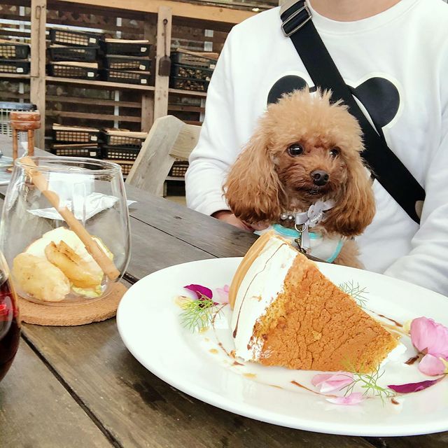 ラ パニエ 九十九里ハーブガーデンレストラン に行ってきたよ ポワロくんから写真レポが届きました 千葉県 わんこokレストランの詳細 おでかけわんこ部 愛犬とのおでかけスポット カフェ 宿 を紹介
