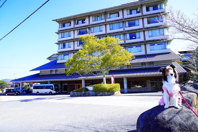 川棚グランドホテルお多福 に泊まったよ シェルちゃんから写真レポが届きました 山口県 犬と泊まれる宿の詳細 おでかけわんこ部 愛犬とのおでかけスポット カフェ 宿 を紹介
