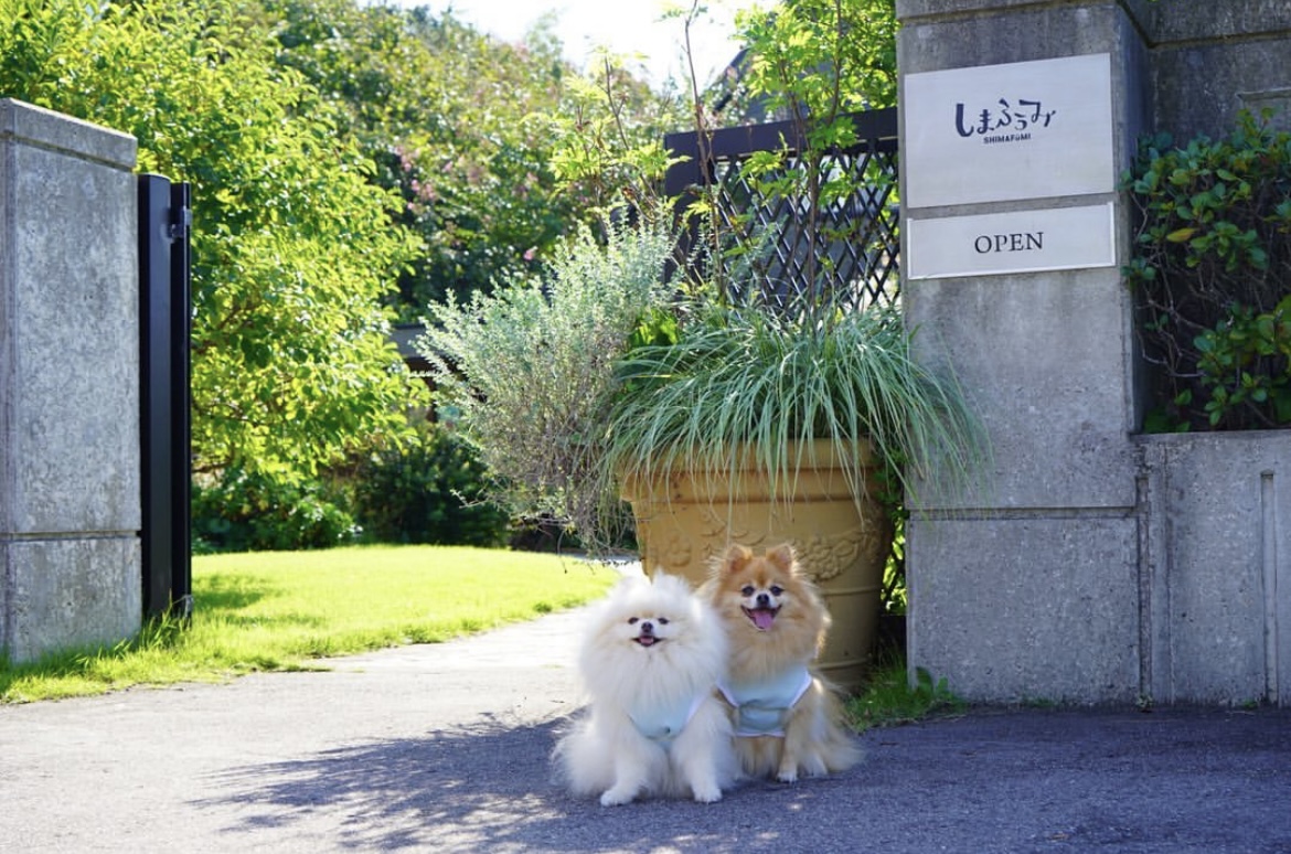 しまふうみ に行ってきたよ ぽんたちゃん けんたくんから写真レポが届きました 新潟県 わんこokカフェの詳細 おでかけわんこ部 愛犬とのおでかけスポット カフェ 宿 を紹介