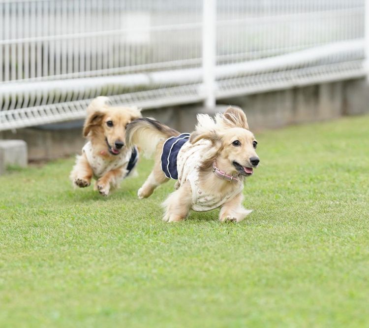 室内ドッグラン7選 関東 屋根付き含む 雨の日の愛犬とのおでかけに ドッグカフェ併設や大型犬も楽しい国内最大級の広さのスポットを厳選しました おでかけわんこ部 愛犬とのおでかけスポット カフェ 宿 を紹介