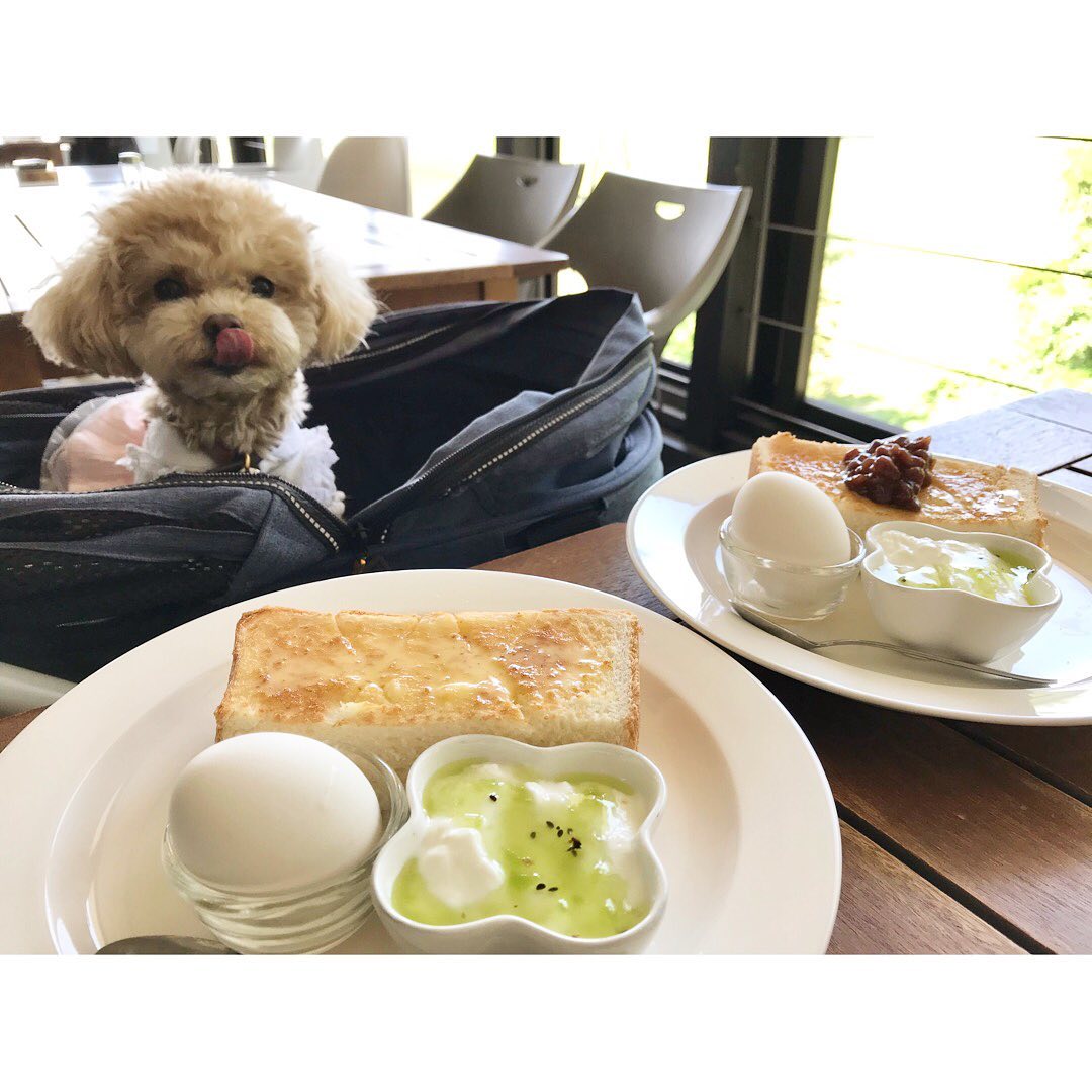 マッシュルームカフェ に行ってきたよ ふぅちゃんから写真レポが届きました 岐阜県 わんこokカフェの詳細 おでかけわんこ部 愛犬とのおでかけスポット カフェ 宿 を紹介