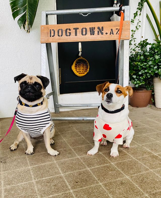 室内ドッグラン7選 関東 屋根付き含む 雨の日の愛犬とのおでかけに ドッグカフェ併設や大型犬も楽しい国内最大級の広さのスポットを厳選しました おでかけわんこ部 愛犬とのおでかけスポット カフェ 宿 を紹介