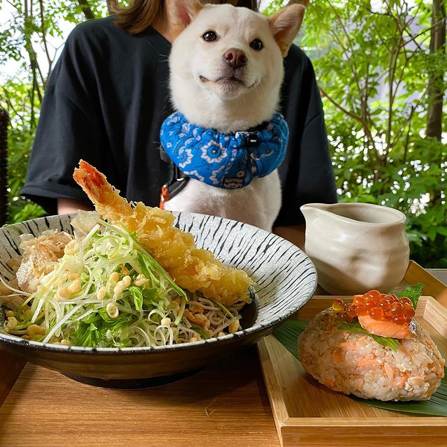 恵比寿 箸庵 に行ってきたよ 咲花ちゃんから写真レポが届きました 東京都 わんこokレストランの詳細 おでかけわんこ部 愛犬とのおでかけスポット カフェ 宿 を紹介 恵比寿 箸庵 に行ってきたよ 咲花ちゃんから写真レポが届きました 東京都 わんこokレストランの詳細 おでかけわんこ部 愛犬とのおでかけスポット カフェ 宿 を紹介