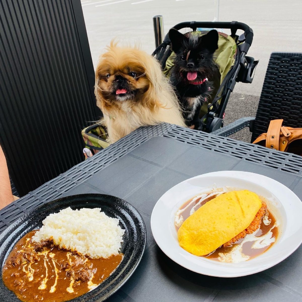 音の和cafe に行ってきたよ 王子くん 神美夢くんから写真レポが届きました 三重県 わんこokカフェの詳細 おでかけわんこ部 愛犬とのおでかけスポット カフェ 宿 を紹介