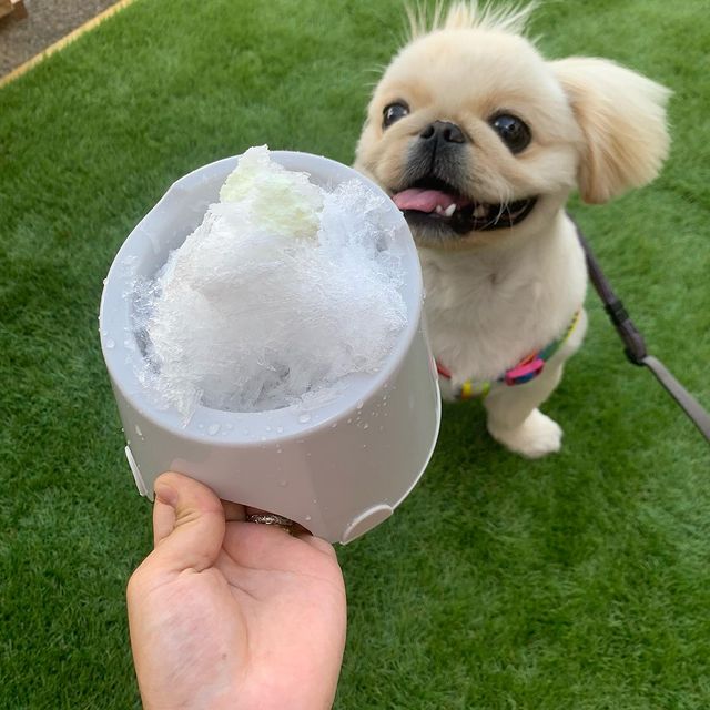 けずり氷 雛物語 に行ってきたよ うどんくんから写真レポが届きました 埼玉県 わんこokカフェの詳細 おでかけわんこ部 愛犬とのおでかけスポット カフェ 宿 を紹介