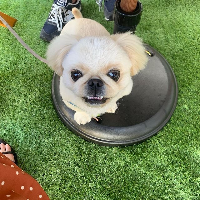 けずり氷 雛物語 に行ってきたよ うどんくんから写真レポが届きました 埼玉県 わんこokカフェの詳細 おでかけわんこ部 愛犬とのおでかけスポット カフェ 宿 を紹介