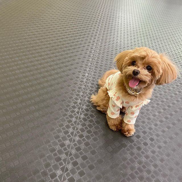 室内 屋根付きドッグラン7選 関西 雨の日の愛犬とのおでかけに ドッグカフェ併設や宿泊もokな施設を厳選しました おでかけわんこ部 愛犬とのおでかけスポット カフェ 宿 を紹介