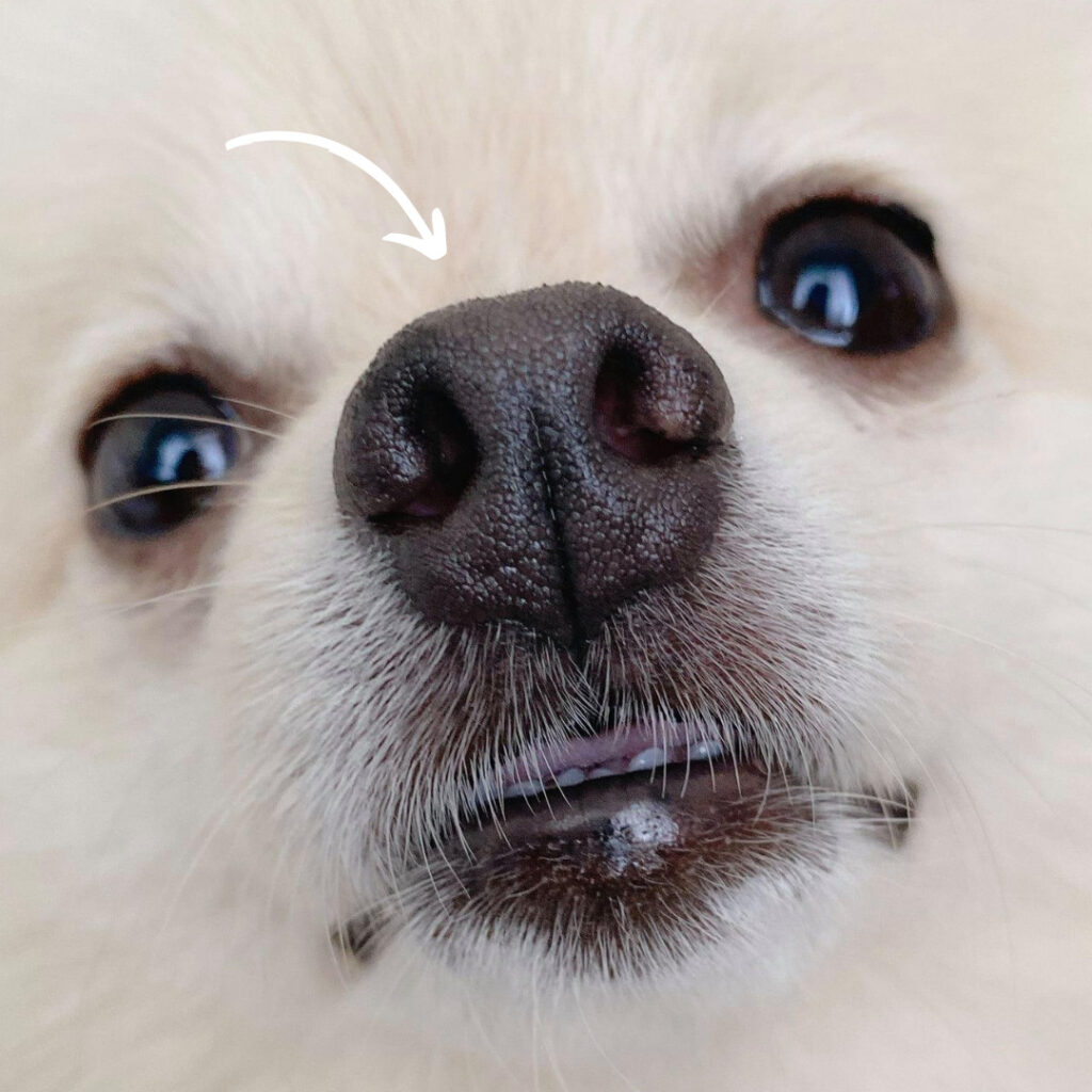 迷子犬ゼロに 犬の鼻紋認証nose Idアプリ開発をおでわん部は応援します 1万匹のお鼻の写真が必要です 世界で一つだけの鼻 おでかけわんこ部 愛犬とのおでかけスポット カフェ 宿 を紹介