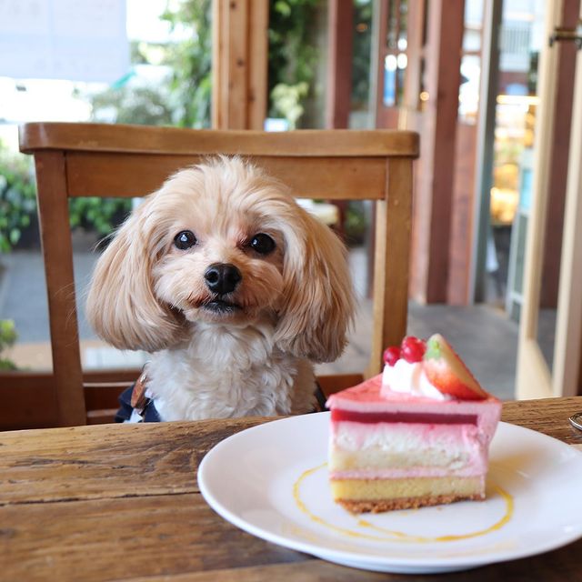 Atelier Basel アトリエ バーゼル に行ってきたよ まっしゅくんから写真レポが届きました 東京都 わんこokカフェの詳細 おでかけわんこ部 愛犬とのおでかけスポット カフェ 宿 を紹介