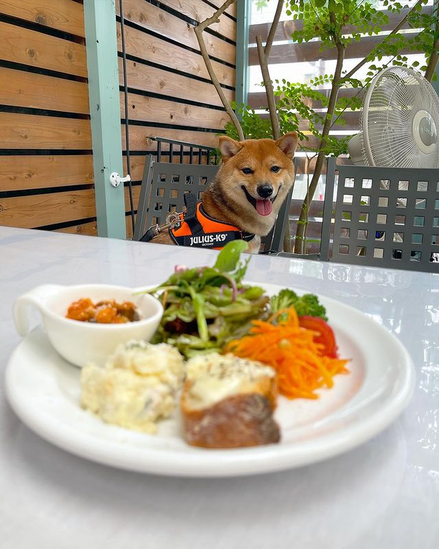 Baqueratta バケラッタ に行ってきたよ がんもくんから写真レポが届きました 岡山県 わんこokレストランの詳細 おでかけわんこ部 愛犬とのおでかけスポット カフェ 宿 を紹介