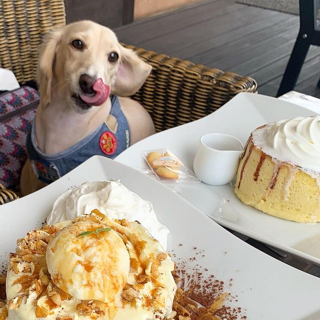 魔法のパンケーキ 木津川店 に行ってきたよ ハクくんから写真レポが届きました 京都府 わんこokカフェの詳細 おでかけわんこ部 愛犬とのおでかけスポット カフェ 宿 を紹介