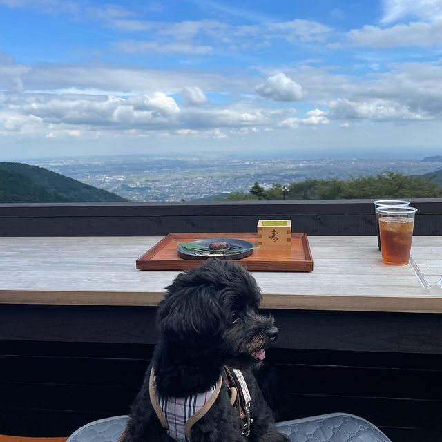 茶寮 石尊 に行ってきたよ ラブちゃんから写真レポが届きました 神奈川県 わんこokカフェの詳細 おでかけわんこ部 愛犬とのおでかけスポット カフェ 宿 を紹介