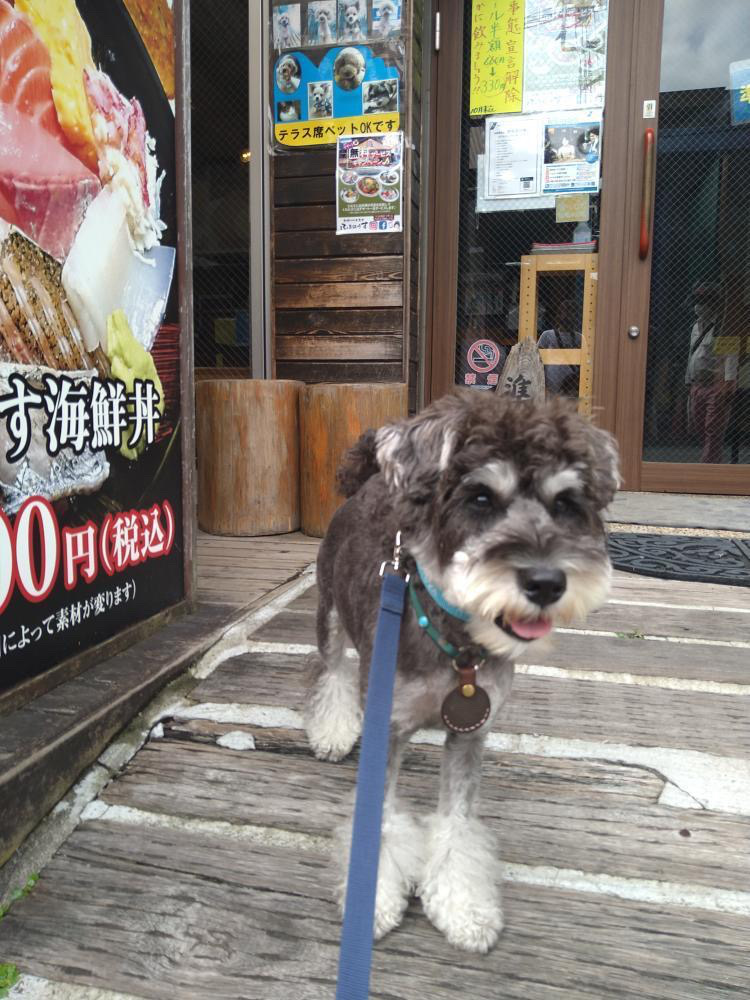 朝獲れ地魚食堂 ふるはうす に行ってきたよ 小虎くんから写真レポが届きました 神奈川県 わんこokレストランの詳細 おでかけわんこ部 愛犬とのおでかけスポット カフェ 宿 を紹介