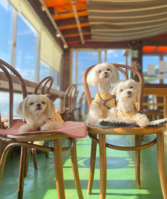 神戸のおしゃれなドッグカフェ5選 空調完備の屋内テラスや夜景バッチリのガーデンレストラン おでかけわんこ部 愛犬とのおでかけスポット カフェ 宿 を紹介