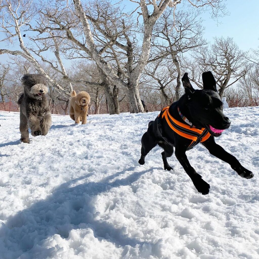 愛犬と雪遊びができるスポット5選 スキー場のドッグランやスノシュー体験など白銀の世界でとっておきの思い出をつくろう おでかけわんこ部 愛犬とのおでかけスポット カフェ 宿 を紹介